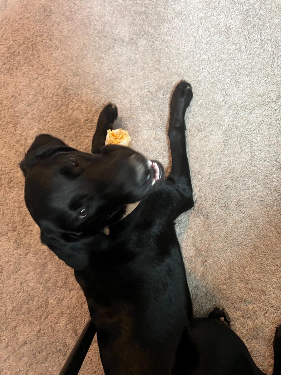 2022 Dog Puppy